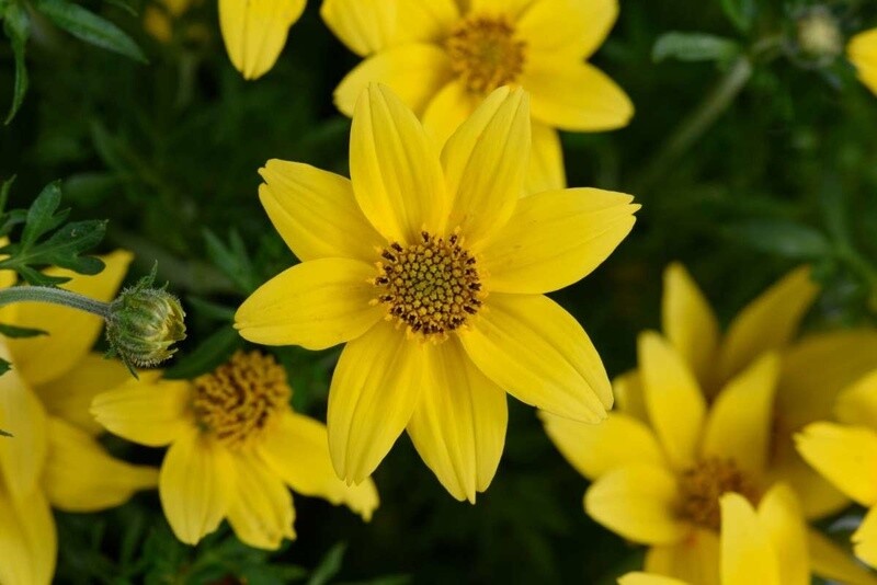 Bidens - 4&quot;