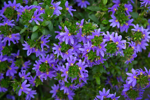Fan Flower (Scaevola) - Blue 1 gal