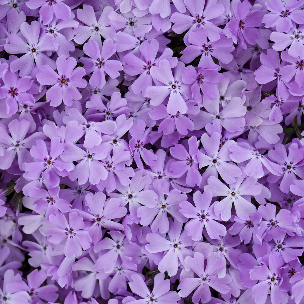 Creeping Phlox &#39;Pink Sparkles&#39; 1 gal PW