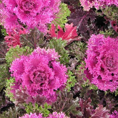 Flowering Kale - 1 gal
