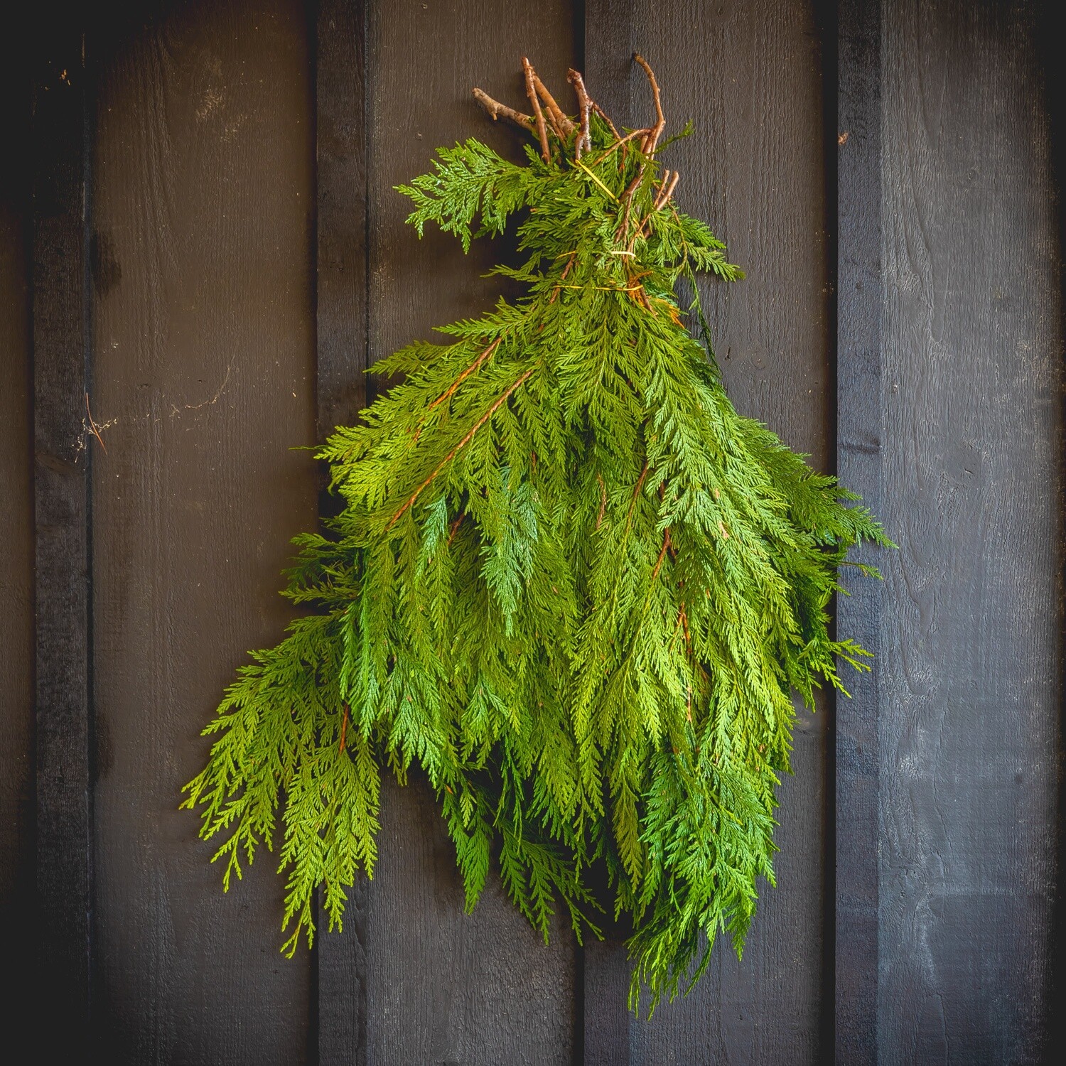 Fresh Greens - BC Cedar