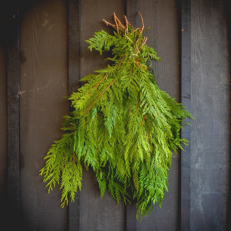 Fresh Greens - BC Cedar