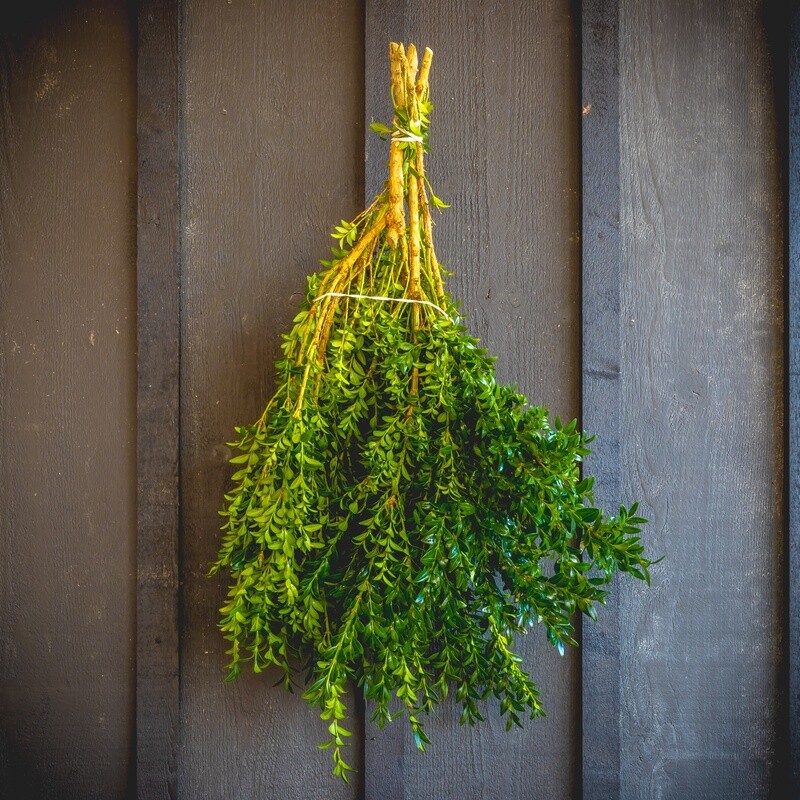 Fresh Greens - Boxwood