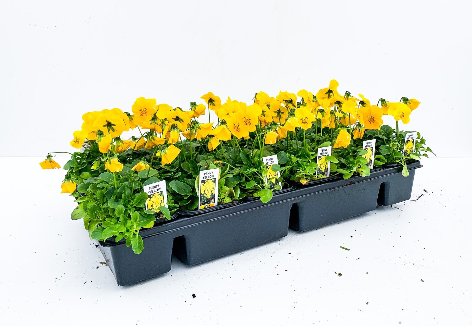 Viola - Penny Yellow Clear 3 cell packs