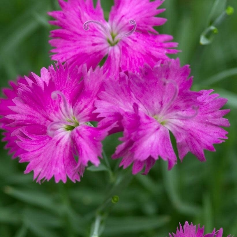 Dianthus &#39;Star Neon&#39; 1 gal