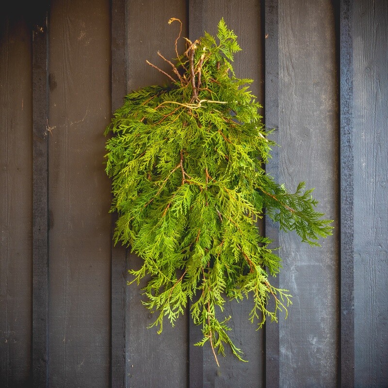 Fresh Greens - White Cedar