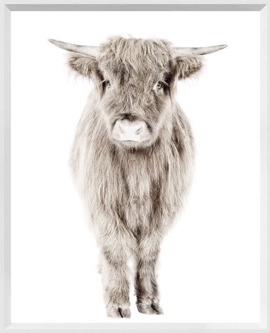 Art - Highland Calf, Size: Mini 16&#39; x 20&quot;