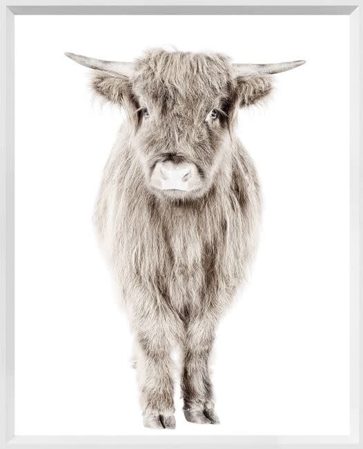 Art - Highland Calf