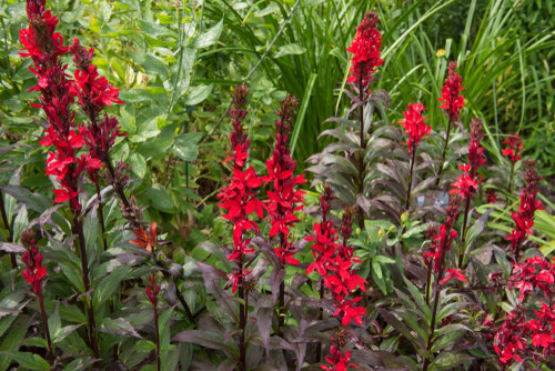 Lobelia &#39;Queen Victoria&#39; Cardinal Flower 4&quot;