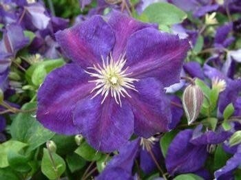 Clematis &#39;Jackmannii Superba&#39; 1 gal