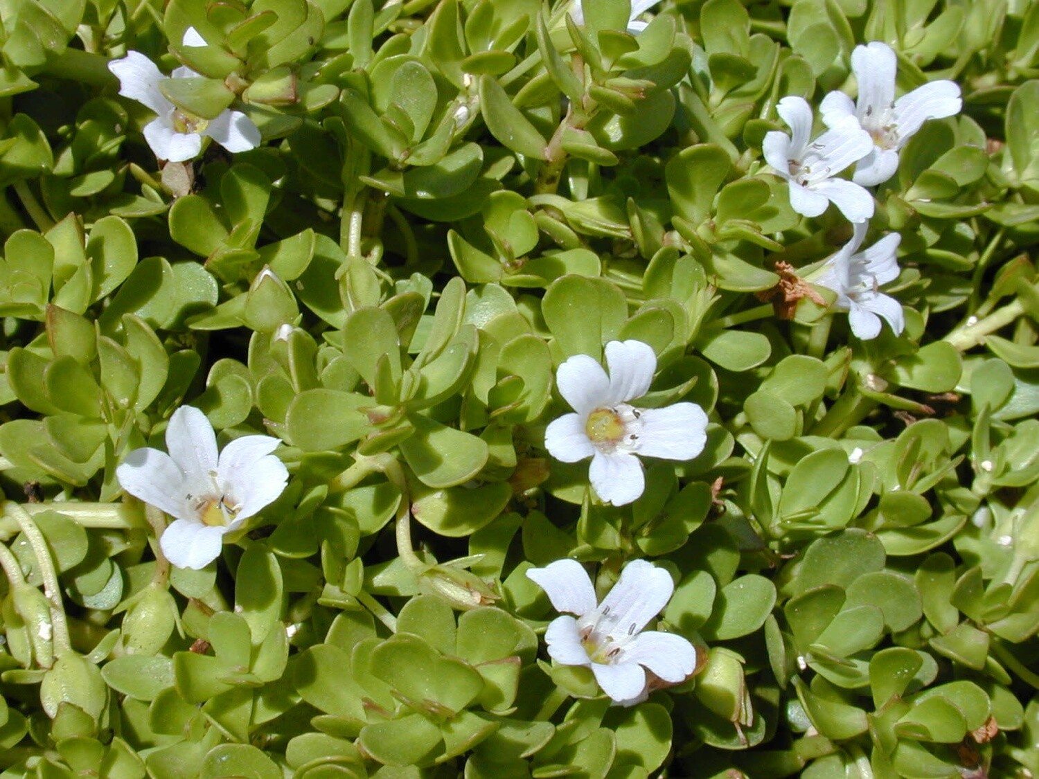 Water Plant: Bacopa