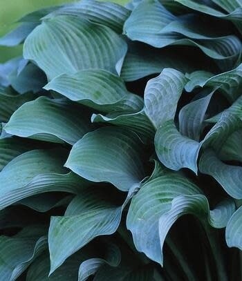 Hosta 'Krossa Regal'