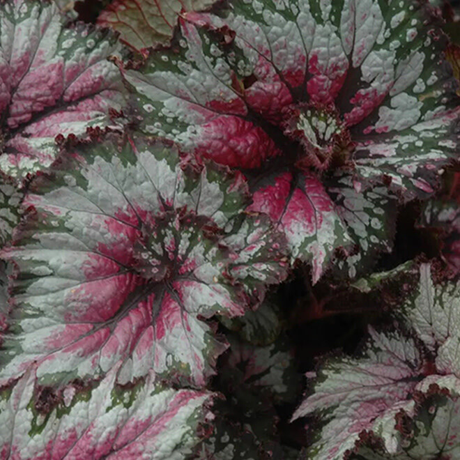 Begonia Rex 6"