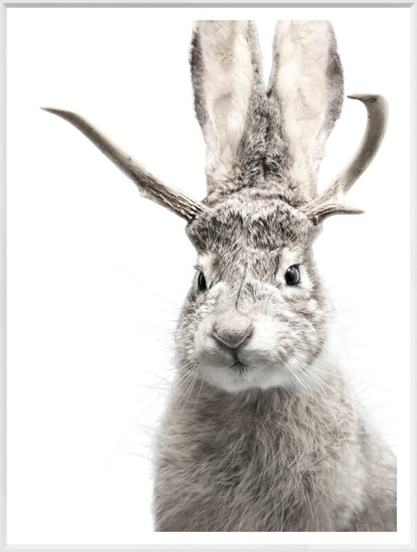 Art - Jackalope White