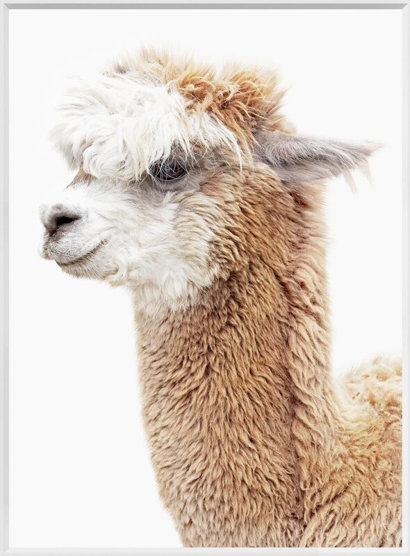 Art - Llama Portrait