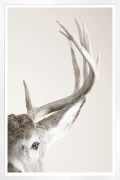 Art - Focused Regard White