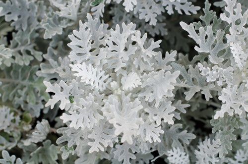 Dusty Miller Silverdust 4&quot;