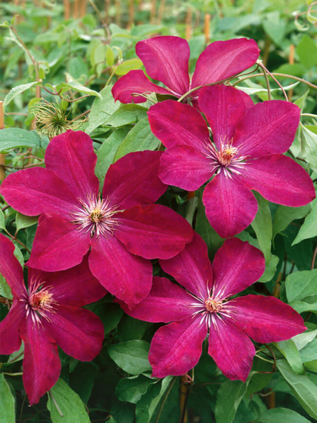 Clematis &#39;Rouge Cardinal&#39; 1 gal