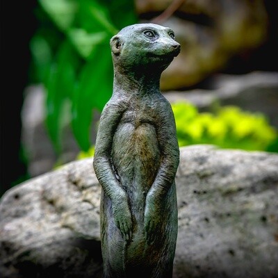 Statuary - Meerkat