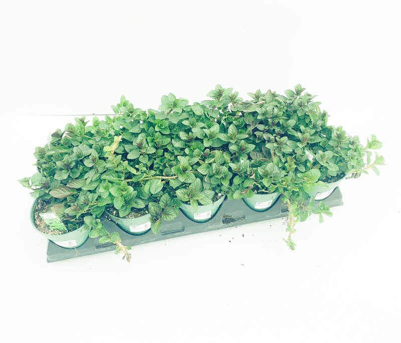 Mint 'Peppermint' 4"