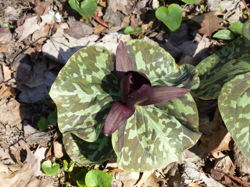 Trillium &#39;Red Toad&#39; 4&quot;