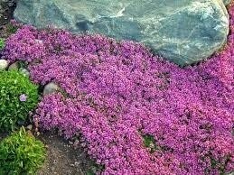 Creeping Thyme &#39;red&#39; 1 gal