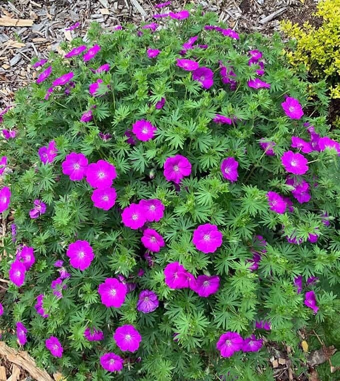 Perennial Geranium &#39;Sanguineum&#39; 1 gal