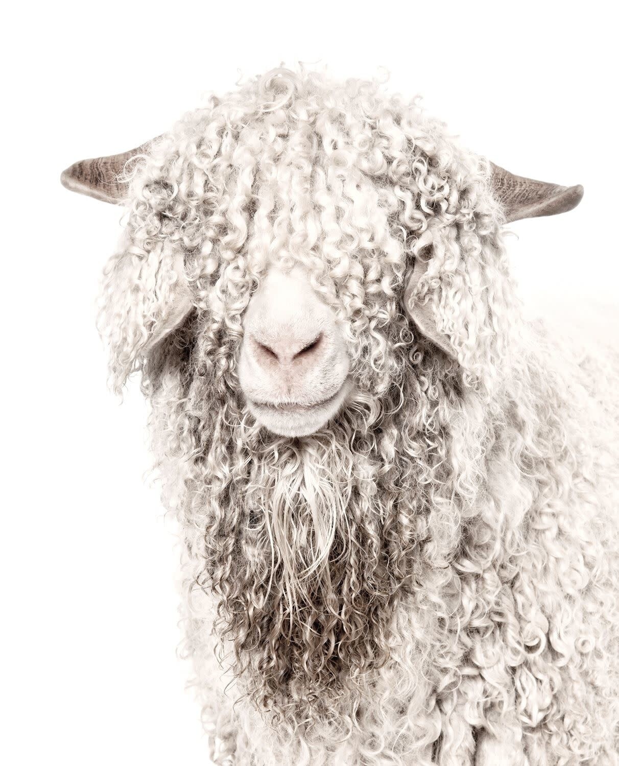 Art - Angora Goat, Size: Mini 16&quot; x 20&quot;