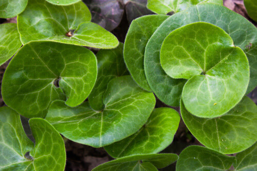 Ginger &#39;Asarum Splendens&#39; 1 gal