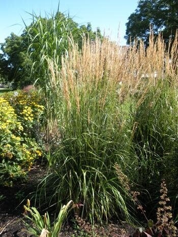 Feather Reed Grass - calamagrostis 'Karl Foerster' 2 gal