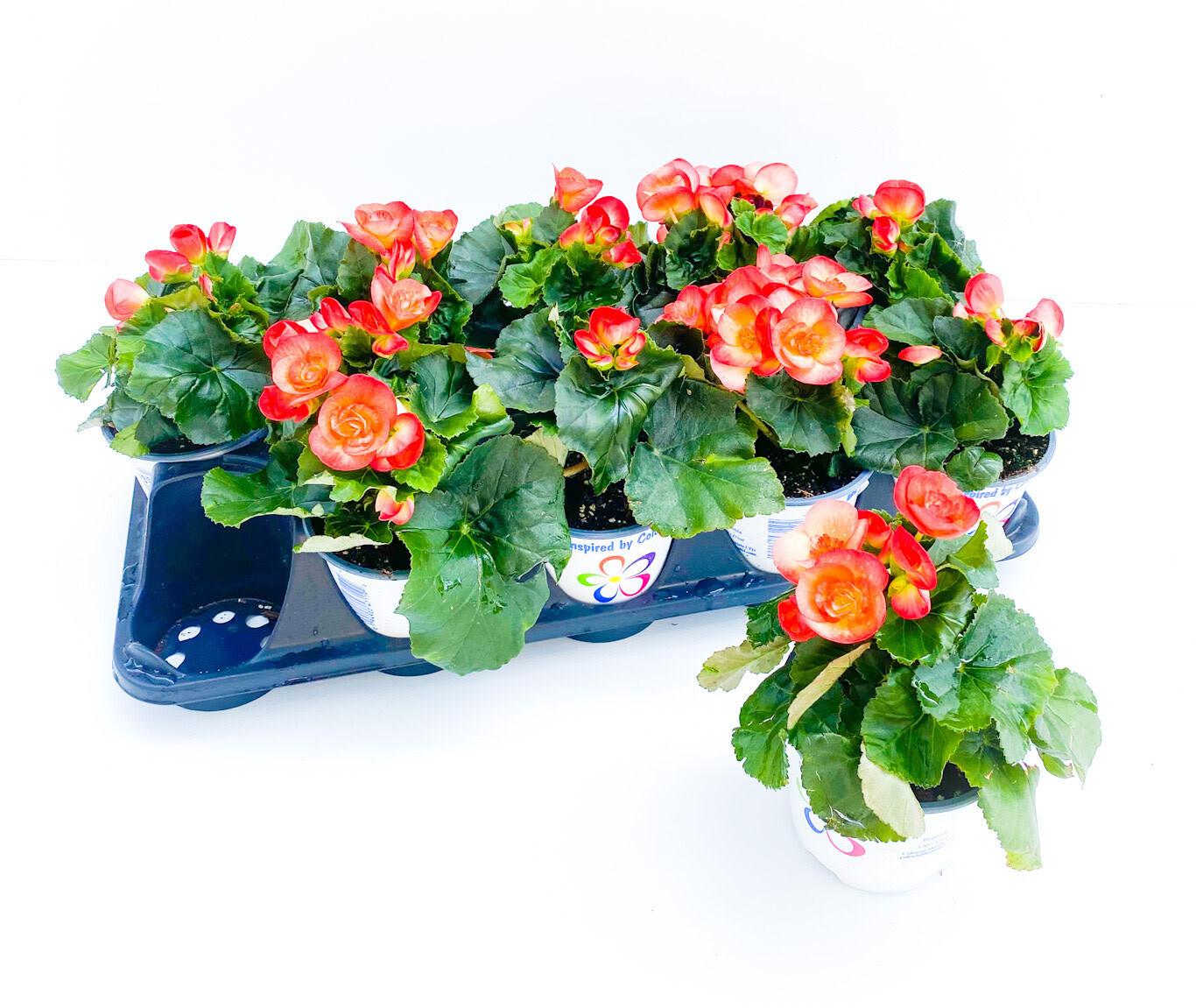 Begonia - Rieger 4&quot; Sunset