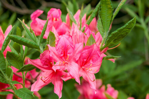 Azalea &#39;Rosy Lights&#39; 2 gal
