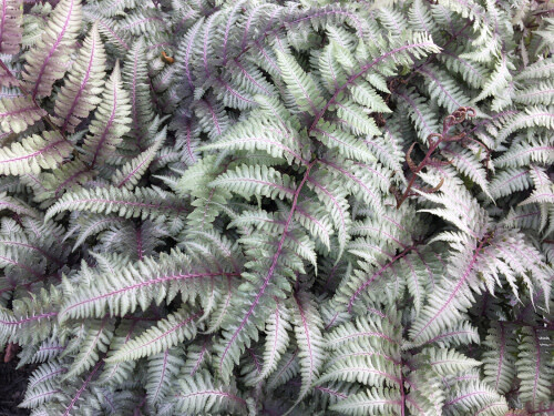 Fern &#39;Japanese Painted&#39; 1 gal