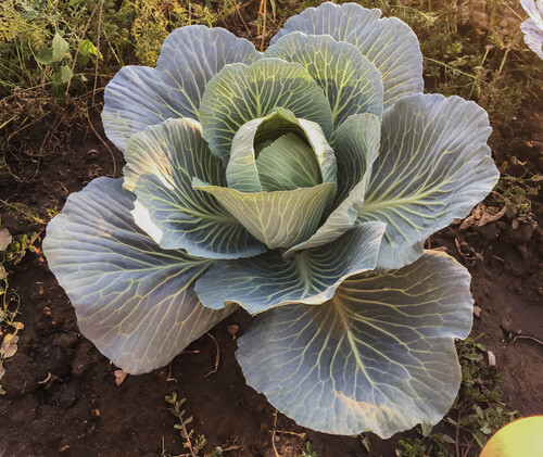 Cabbage Stonehead (Early) 4 cell pack