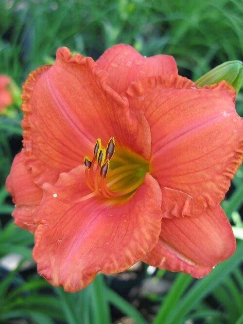 Daylily - Hemerocallis &#39;south seas&#39; - 1 gal