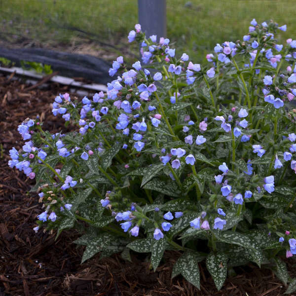 Lungwort &#39;twinkle toes&#39; - 1 gal