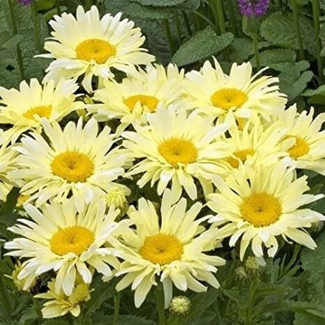 Shasta Daisy &#39;Leucanthemum Banana Cream&#39; 1 gal