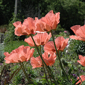 Poppy 'Princess Victoria Louise' - 4"