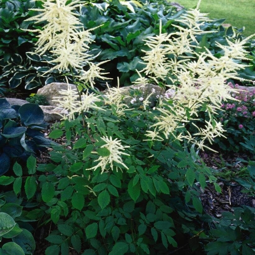 Goat&#39;s Beard &#39;Aruncus dioicus&#39; 1 gal