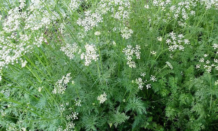 Cumin 4"