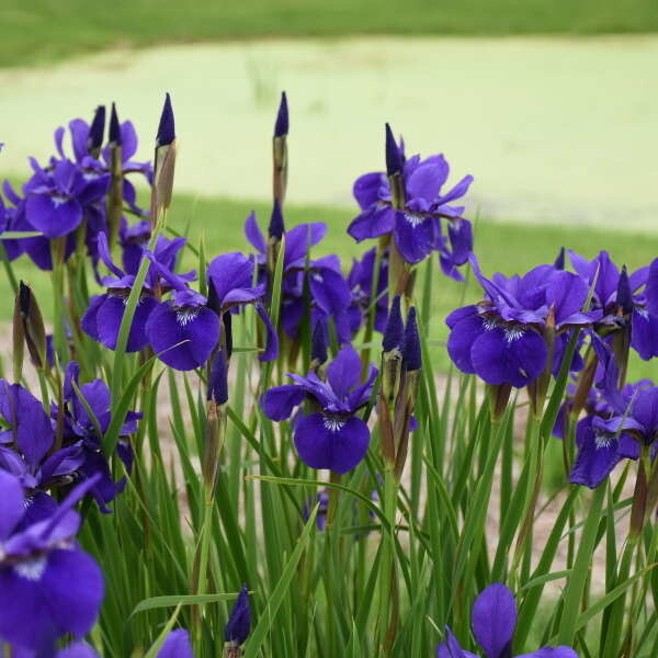 Iris siberian &#39;Caesar&#39;s Brother&#39; 1 gal