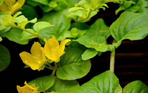 Creeping Jenny 'Goldilocks' 4"