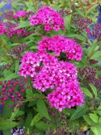 Spirea &#39;Anthony Waterer&#39; 2 gal
