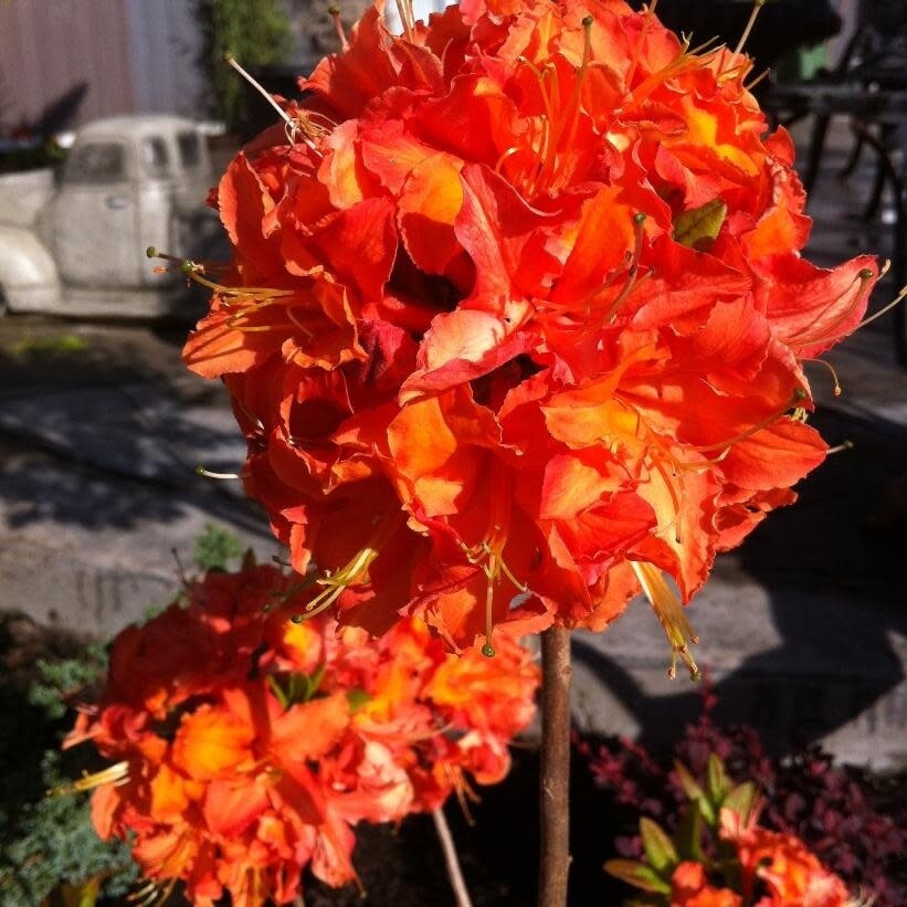Azalea &#39;Mandarin Lights&#39; 2 gal
