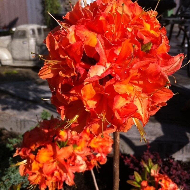 Azalea &#39;Mandarin Lights&#39; 2 gal