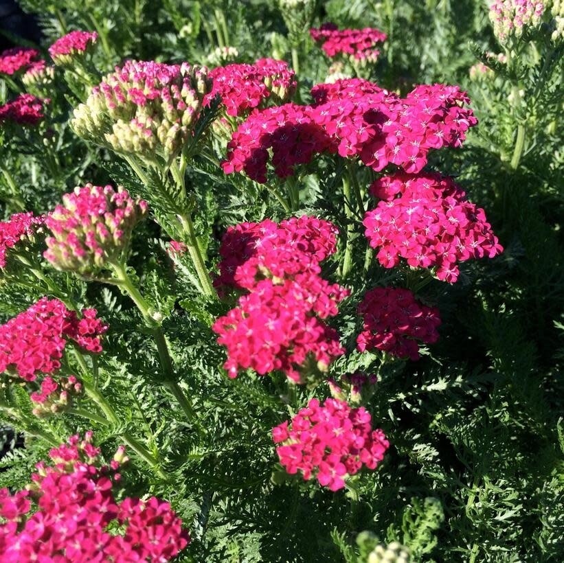 Yarrow 'Saucy Seduction' 1 gal