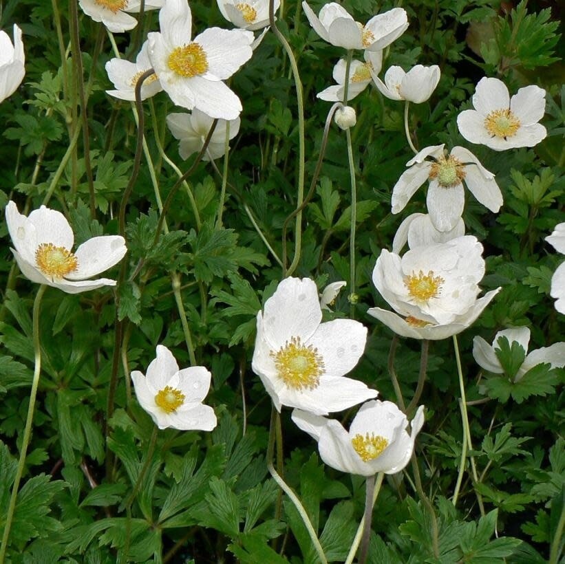 Anemone 'sylvertris' - 4"