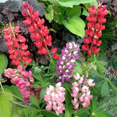 Lupine 'gallery mix' - 4"