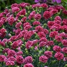 Dianthus &#39;Cherry Vanilla&#39; 1 gal PW