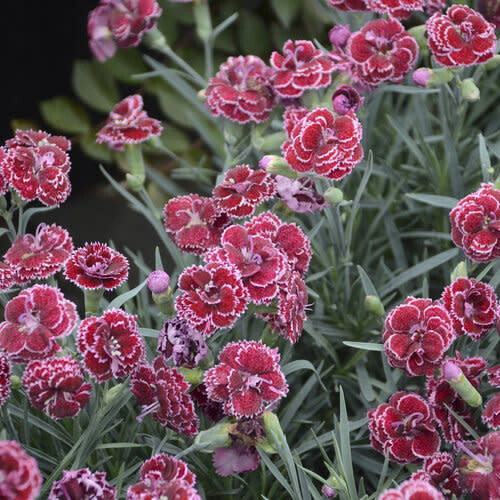Dianthus &#39;Black Cherry Frost&#39; 1 gal PW